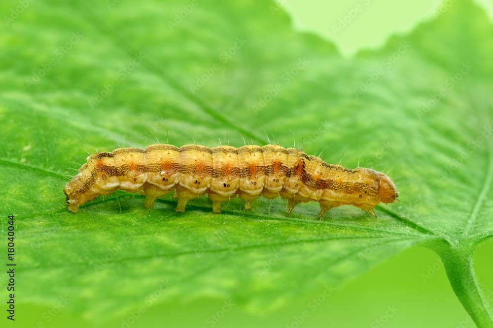 Caterpillar crawling over green leaf