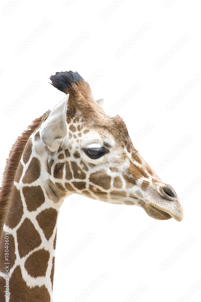 Obraz premium Giraffe wd260