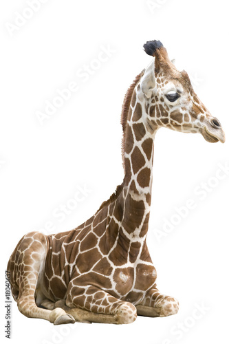 Giraffe wd261