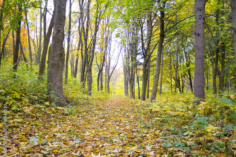 Obraz premium Forest