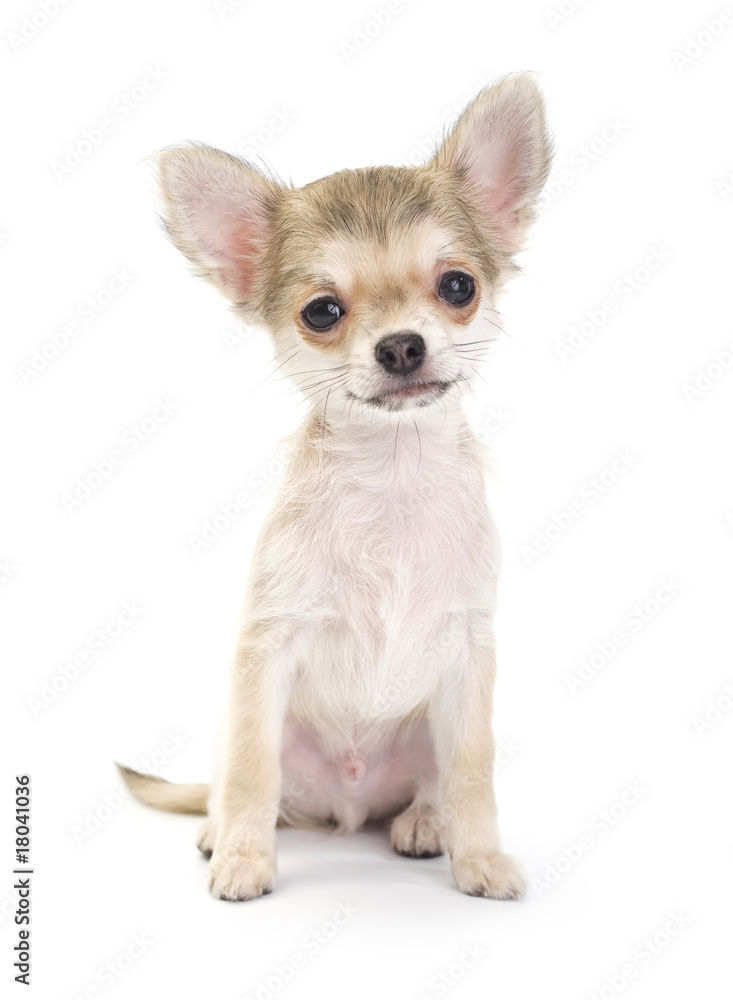 pale beige chihuahua puppy sitting on white