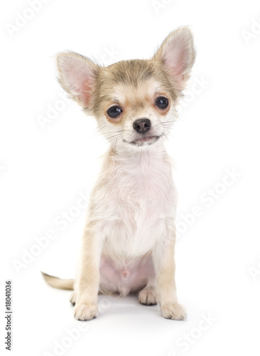 pale beige chihuahua puppy sitting on white © niknikp