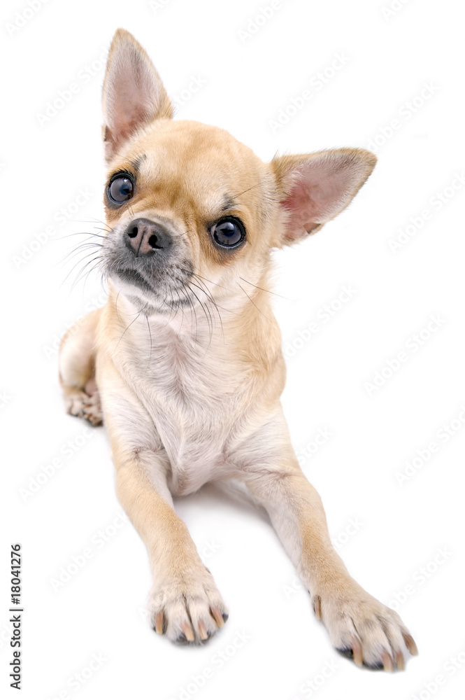 nice chihuahua portrait isolated