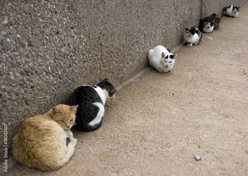 Canvas Print Row of stray cats