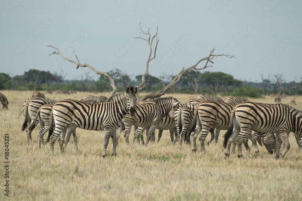 Obraz premium KONICA MINOLTA DIGITAL CAMERA