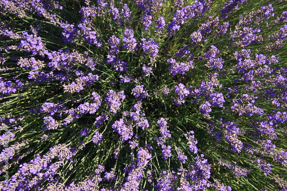 Obraz premium Fiori