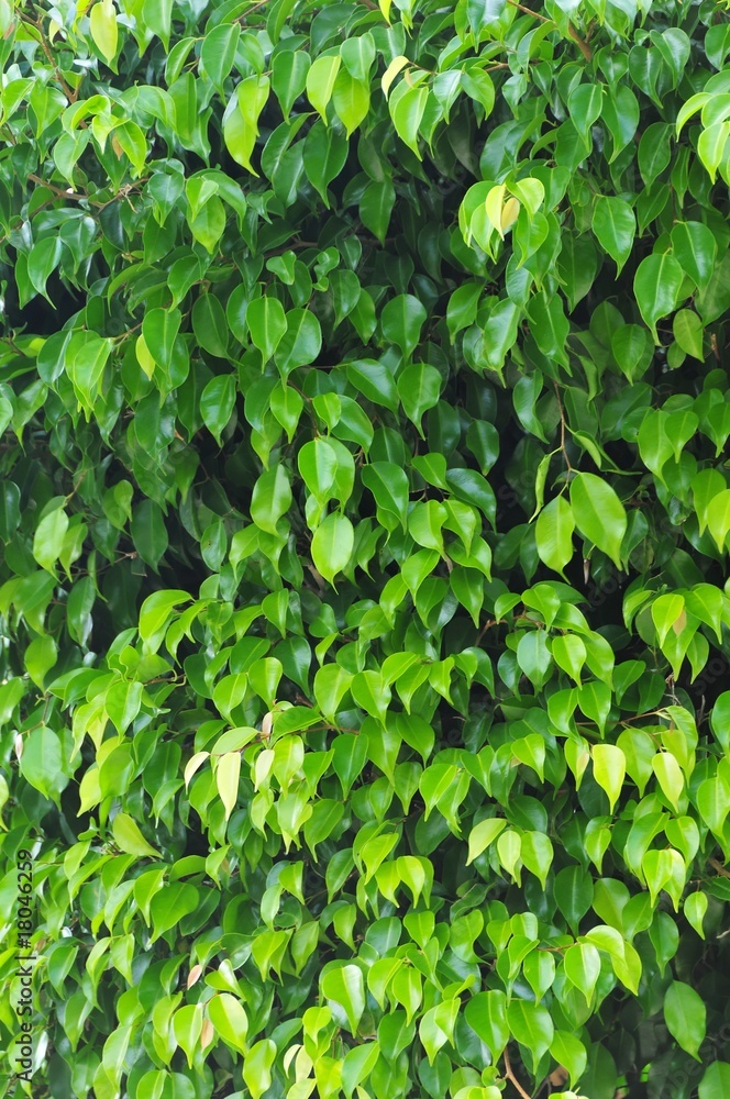 Baum Baum