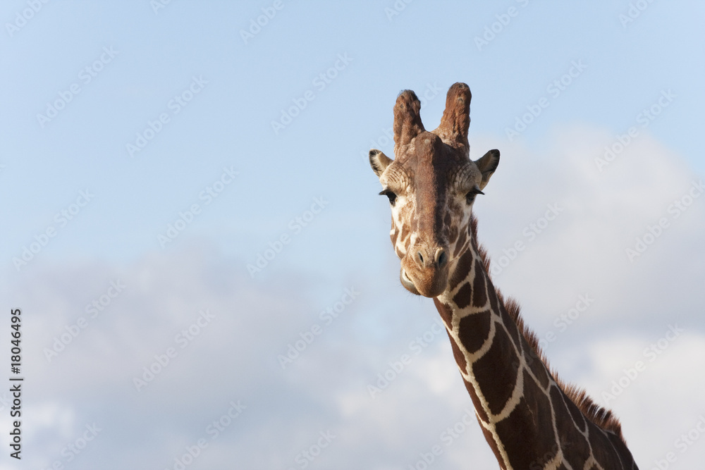 Naklejka premium girafe