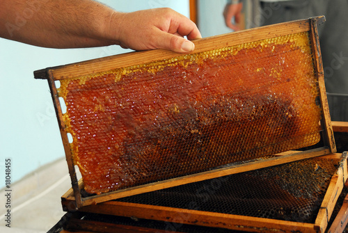 honey