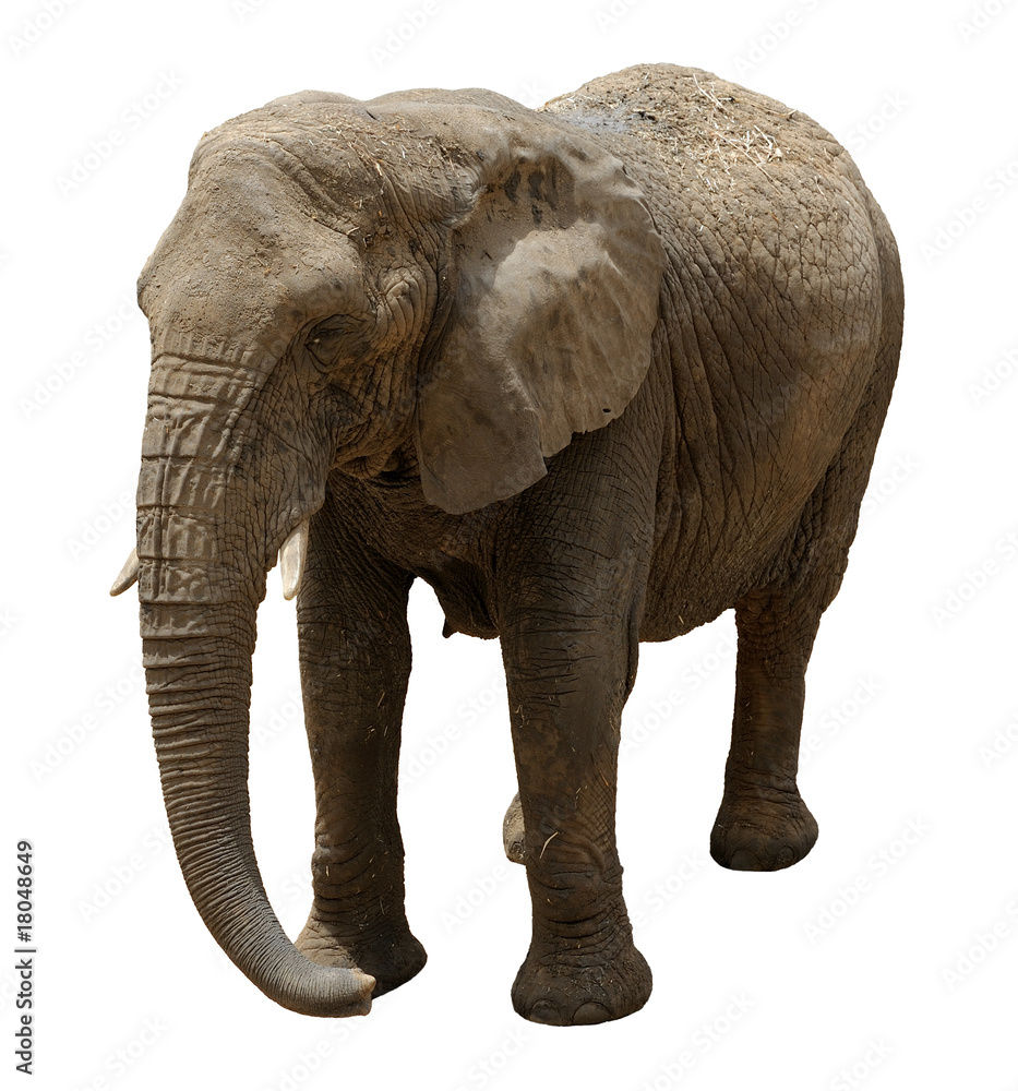 Fototapeta premium Elephant