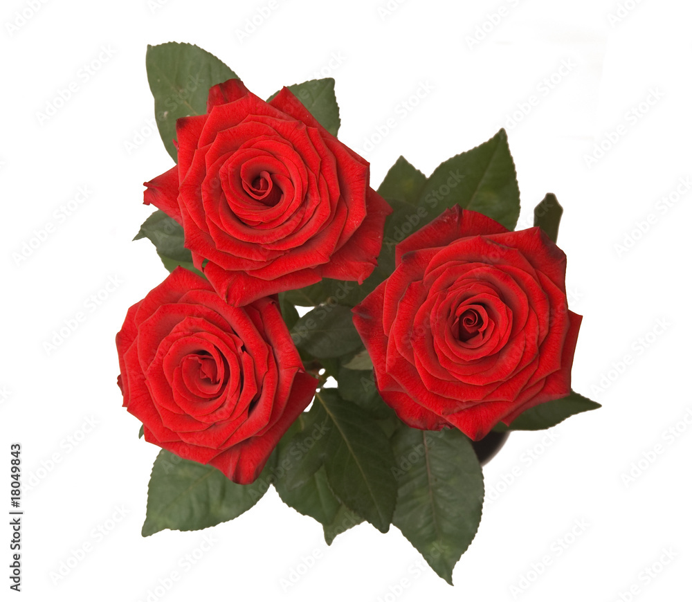 Naklejka premium roses