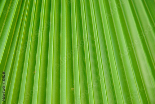 Green palm leaf texture