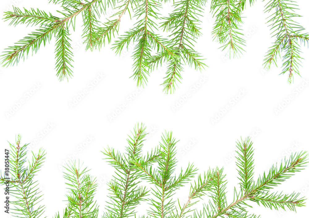 green fir branches with space for your text