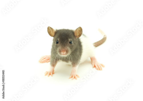 rat