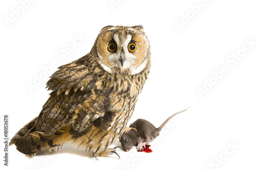 owl with pray isolated on the white background