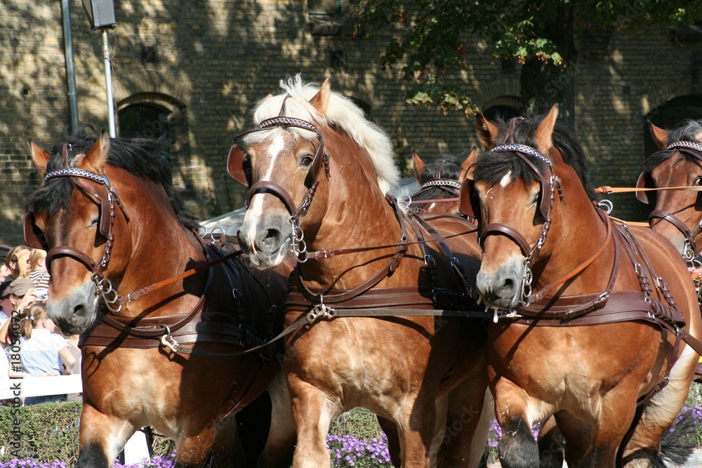 Obraz premium Kaltblut