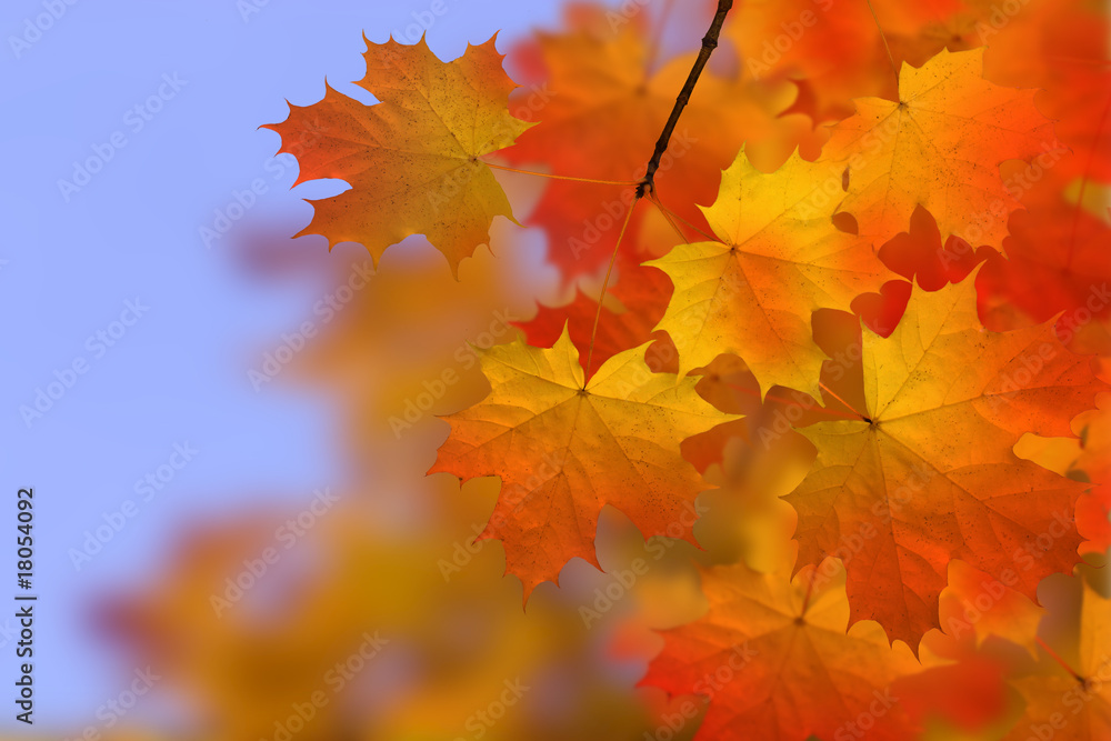 autumn - leaves - colours autumn - leaves - colours
