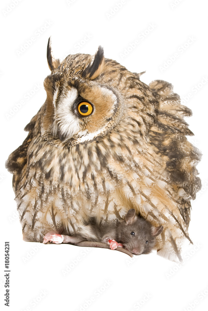 Obraz premium owl isolated on the white background