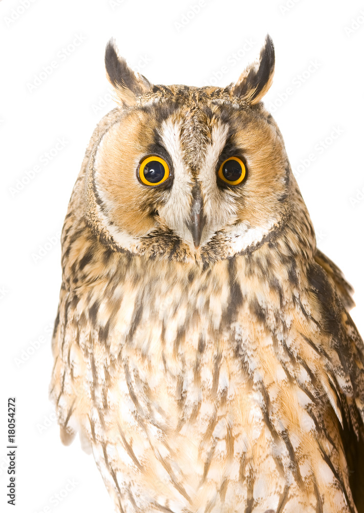 Fototapeta premium owl isolated on the white background