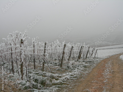 Vignes alsaciennes enneigées photo