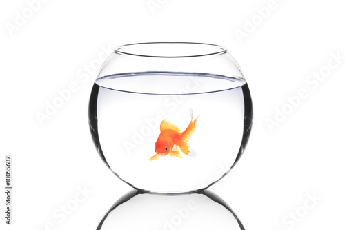 Golden fish in a bowl isolated on white background