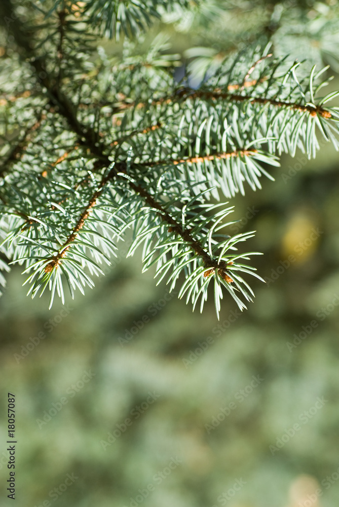 branch of green christmas tree branch of green christmas tree