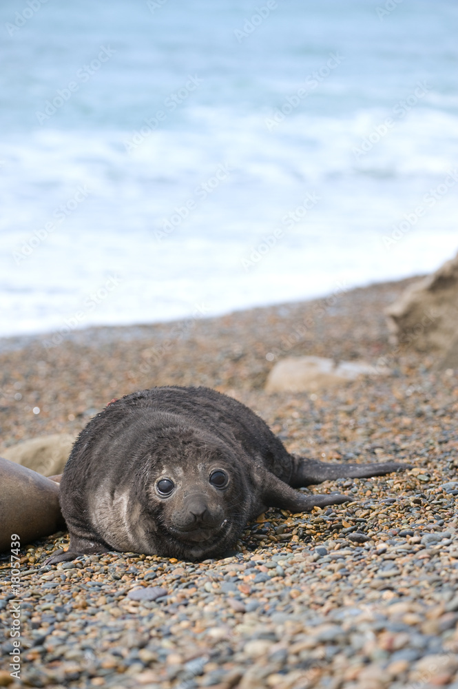 Fototapeta premium Cute baby elephant seal, Valdes Peninsula
