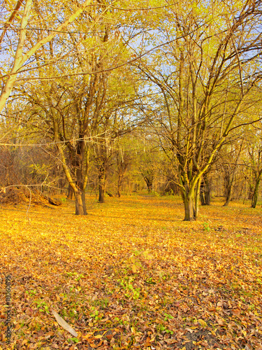 Autumn Forest