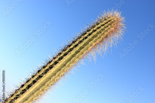 Cactus on sky background photo