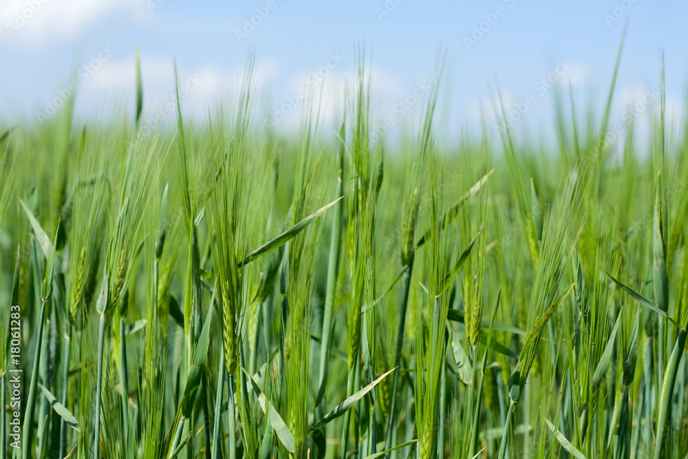 Wheaten field in a sunny day Wheaten field in a sunny day