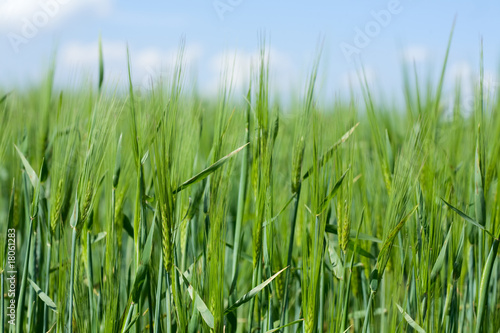 Wheaten field in a sunny day