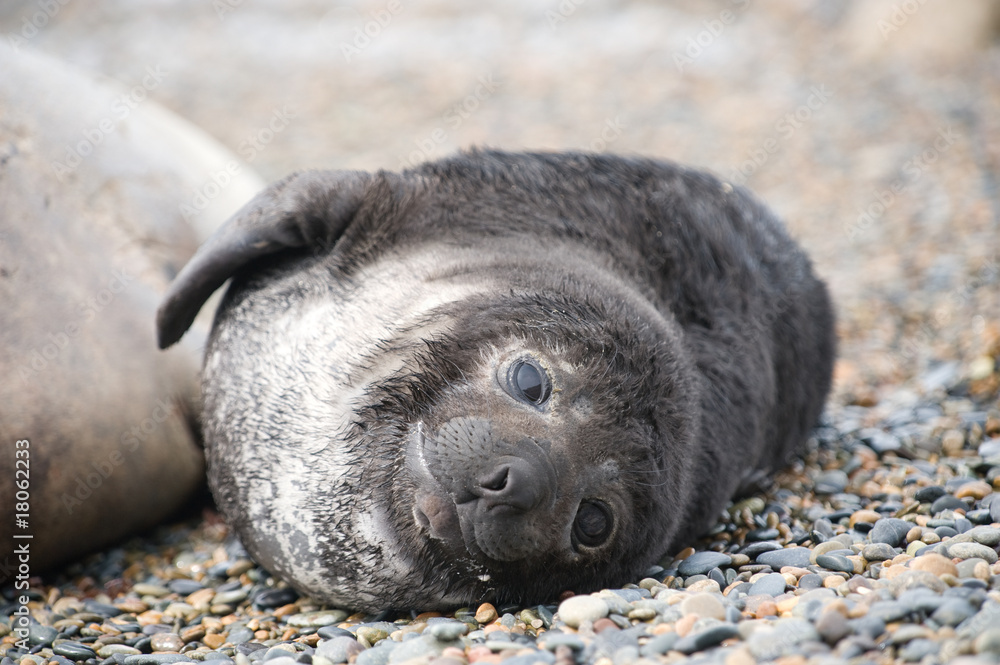 Naklejka premium Cute baby elephant seal, Valdes Peninsula