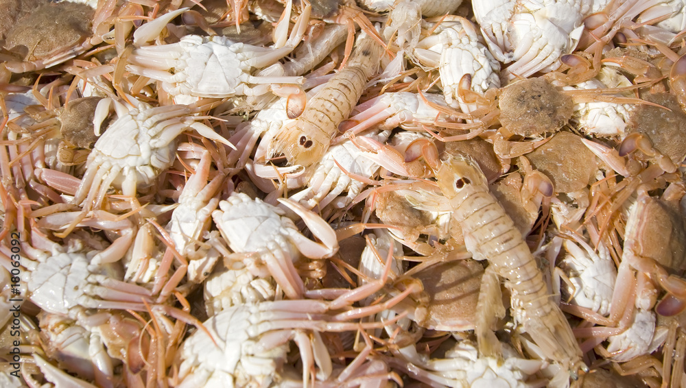 fresh sea food at the market fresh sea food at the market