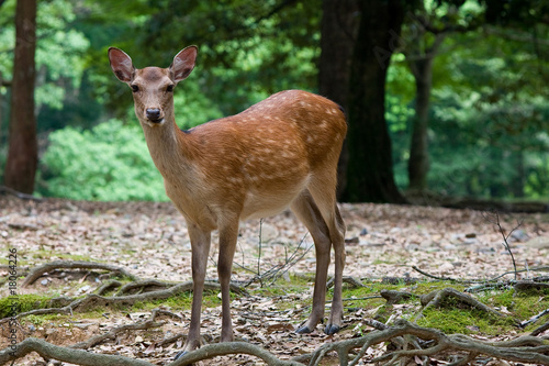 biche curieuse photo