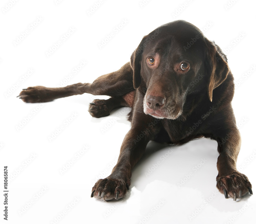 Labrador Labrador