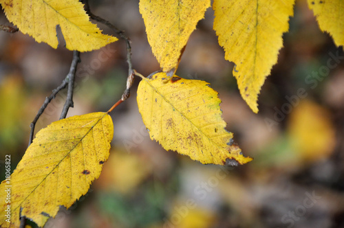 Herbstblätter