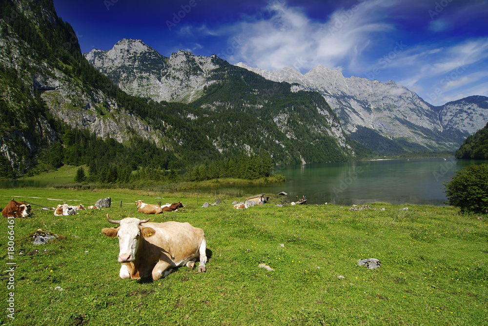Obraz premium Cows and Koenigssee