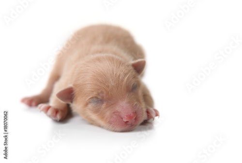 Newborn Pomeranian Puppy Sleeping