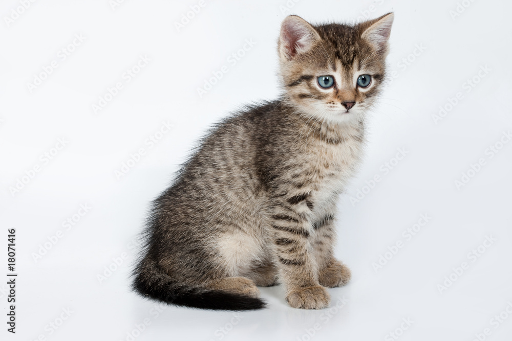 Fototapeta premium Little Kittens