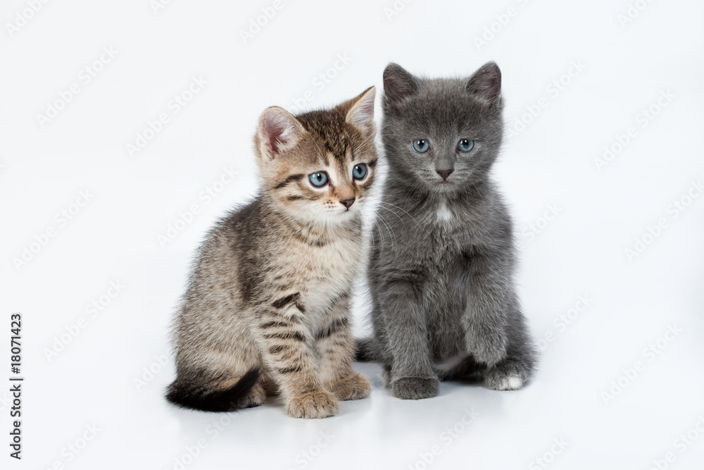 Fototapeta premium Little Kittens