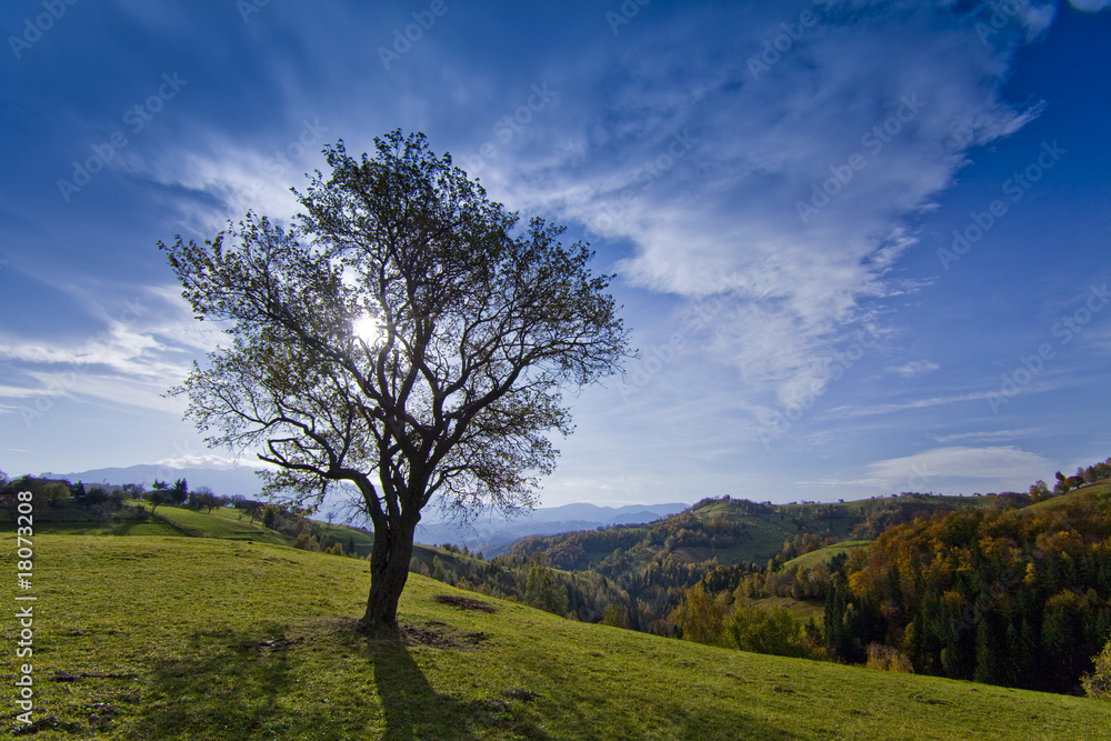Beautiful autumn scenery with isolated tree on blue sky