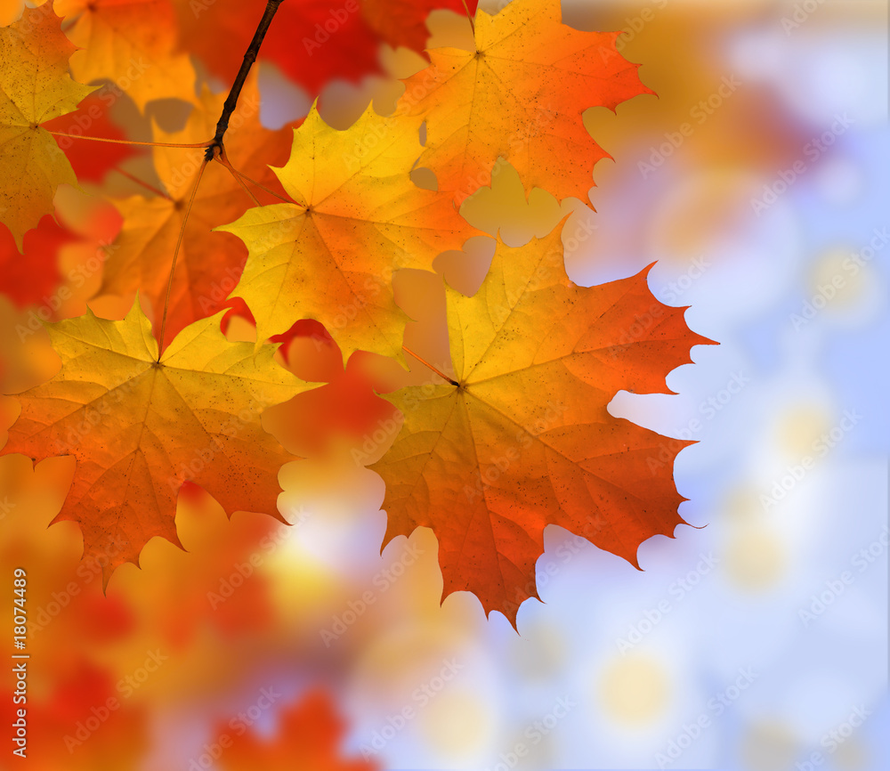 autumn - leaves - colors autumn - leaves - colors