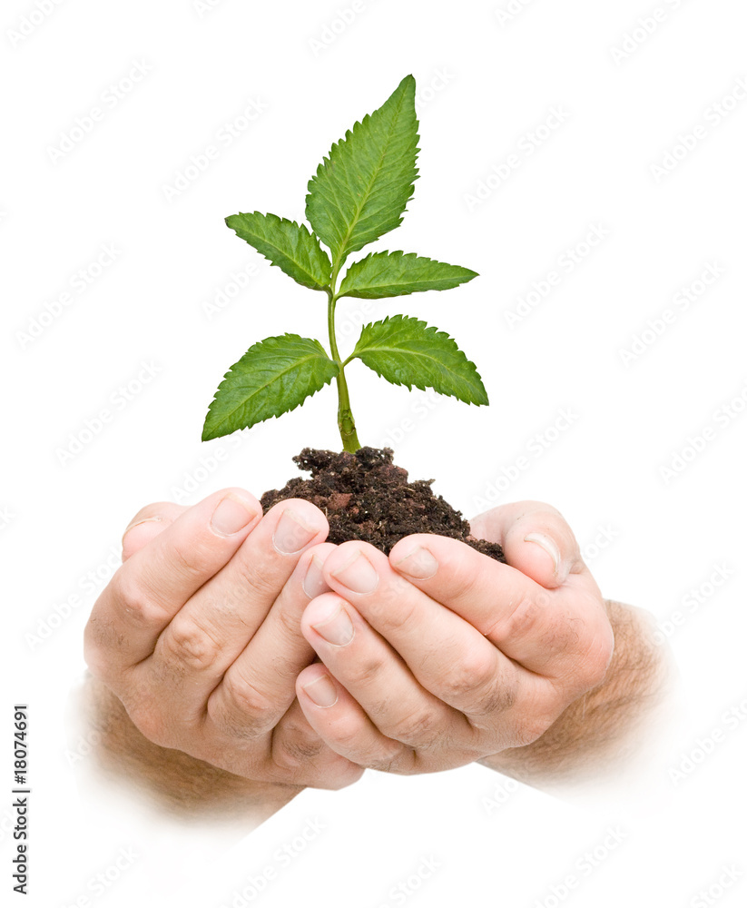 A sprout in hands as a symbol of nature protection A sprout in hands as a symbol of nature protection