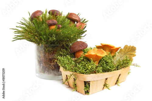 Mushrooms bunch