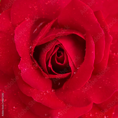 Rose bloom abstract background