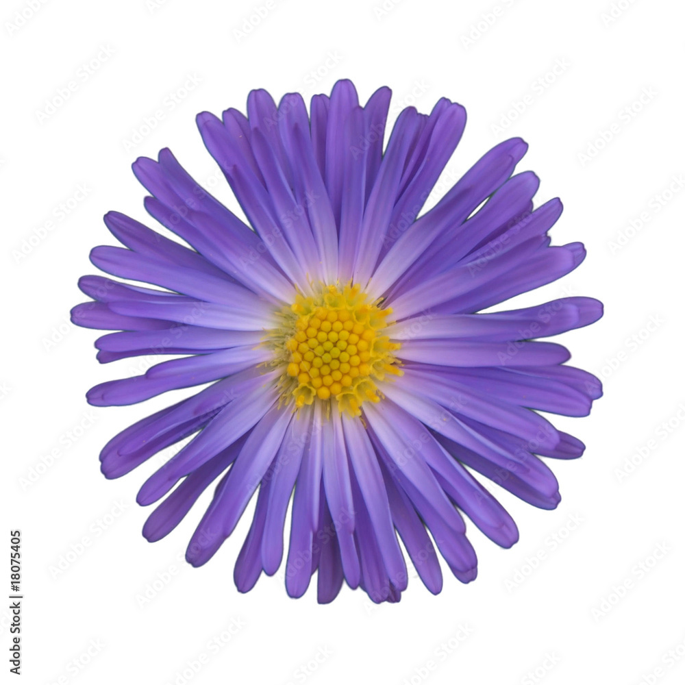 Blue chrysanthemum bloom Blue chrysanthemum bloom
