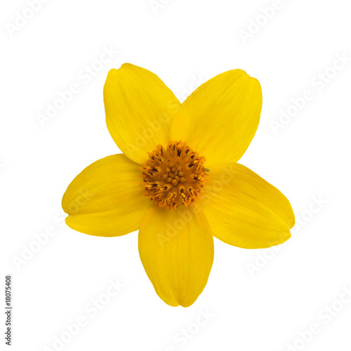 Yellow bloom isolated on white
