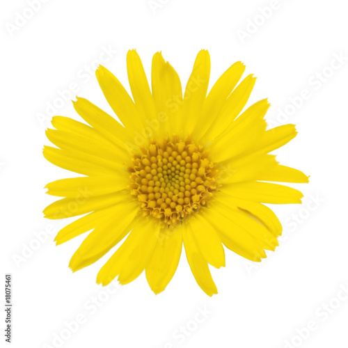 Yellow bloom isolated on white