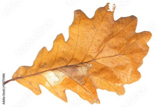 Autumn oak leaf isolated on white