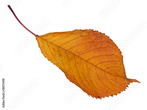 Autumn leaf isolated on white